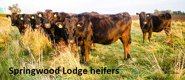 Wagyu heifers on Springwood Lodge